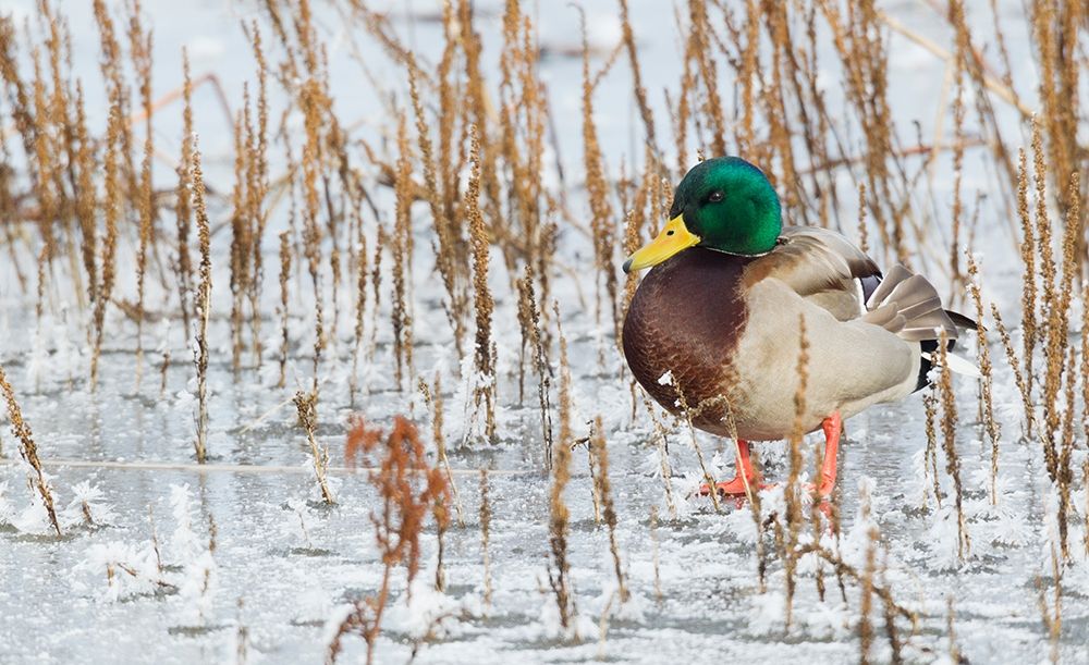 Mallard Duck-frozen pond